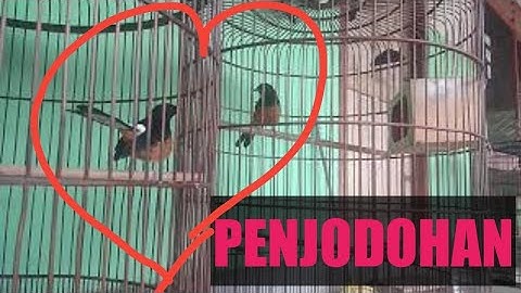 langkah awal BETERNAK MURAI BATU DI SANGKAR BULAT