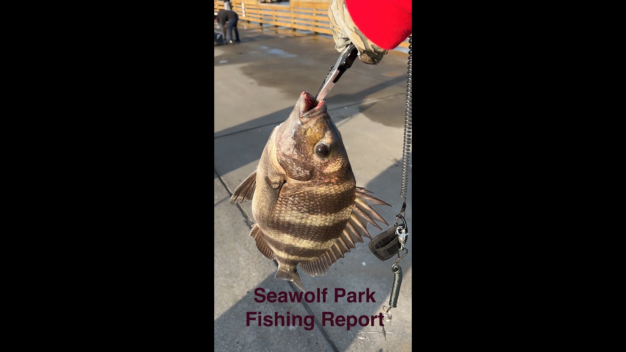 Seawolf Fishing Report 04082023 - YouTube