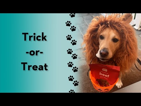 वीडियो: ट्रिक्स एन ट्रीट्स: हैलोवीन के लिए अपने कुत्ते को कैसे तैयार करें