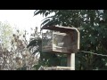 CANTO DE JILGUERO ARGENTINO