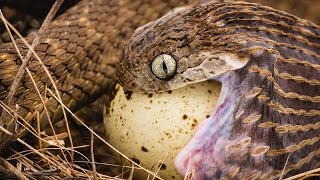 SNAKE EATS EGG!! AFRICAN EGG EATING SNAKE!! | BRIAN BARCZYK