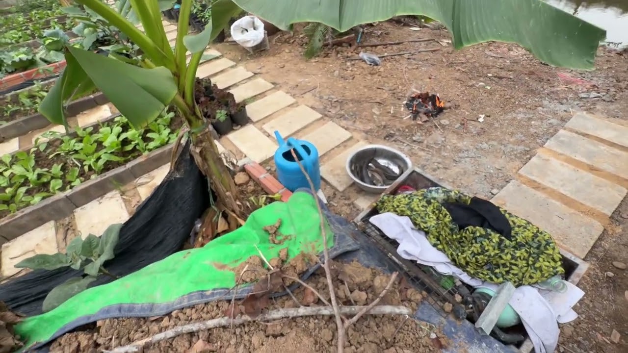 សកម្មភាពនាយក្រិននៅផ្ទះ