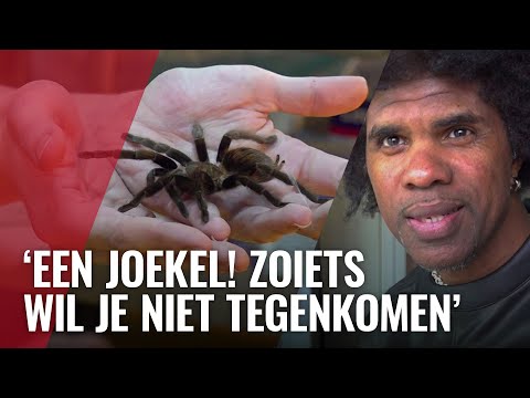 Twee vogelspinnen gevonden op IJburg dag na elkaar