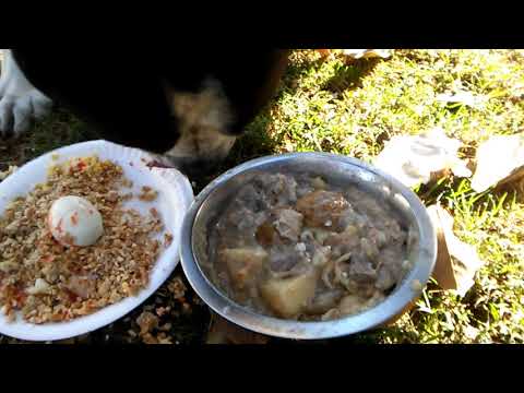 Bubba eating leftover slop