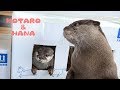 カワウソコタローとハナ 窓から顔がひょっこりダンボールハウス Otter Kotaro&Hana Stick Head Out The Cardboard Window