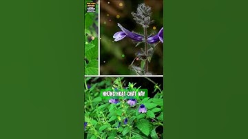 GIẢI ĐỘC GAN,GIẢ MEN GAN,HẠ MỠ MÁU