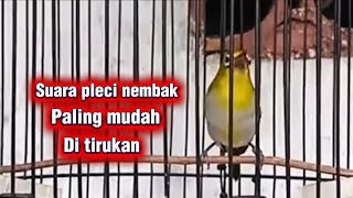 Pleci buxtoni nembak sejalur suara jernih paling Gampang di tirukan untuk semua jenis pleci