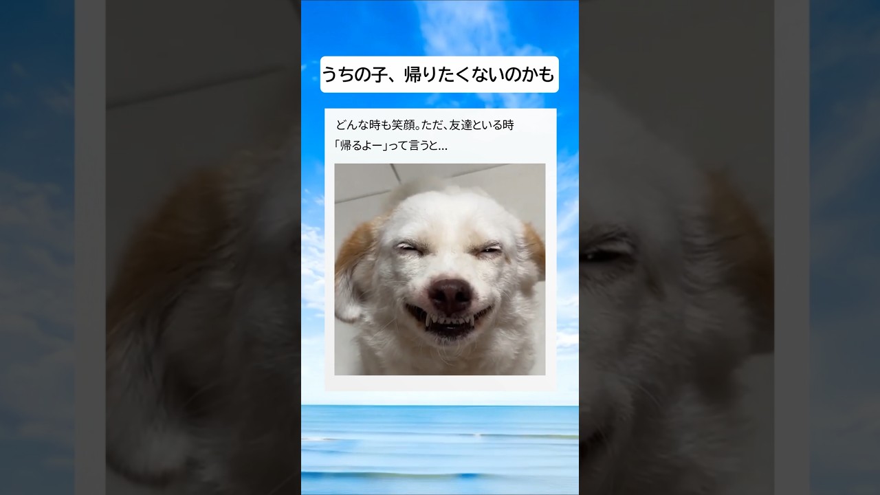 おしまいの時間 #shorts #おすすめ #funny #犬 #dog