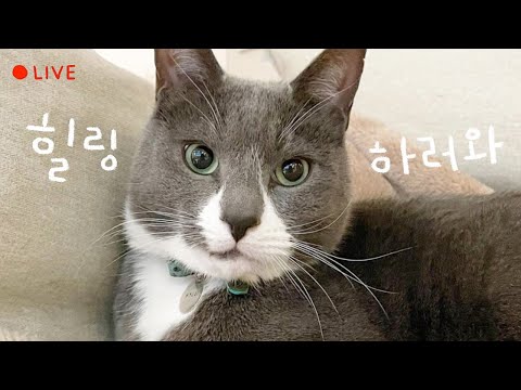 먼봉휴요와 자기 전 힐링🌛 고양이 잠자는 방송 Cats Sleeping Live