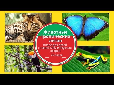 Животные тропических лесов для детей Rainforest animals sound and name