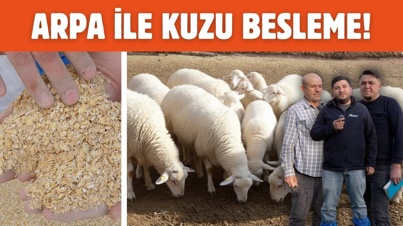 Arpa İle Kuzu Besleme!