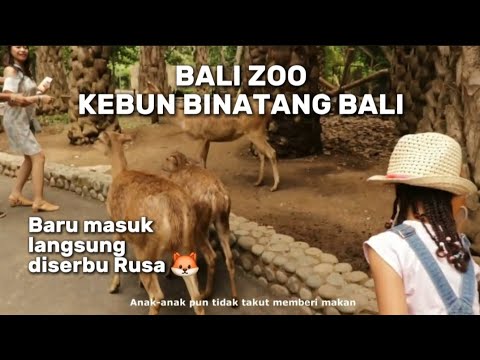 Bali Zoo (Ke Bonbin Memberi Makan Rusa, Dusky Pademelon dan Gajah Sumatra)