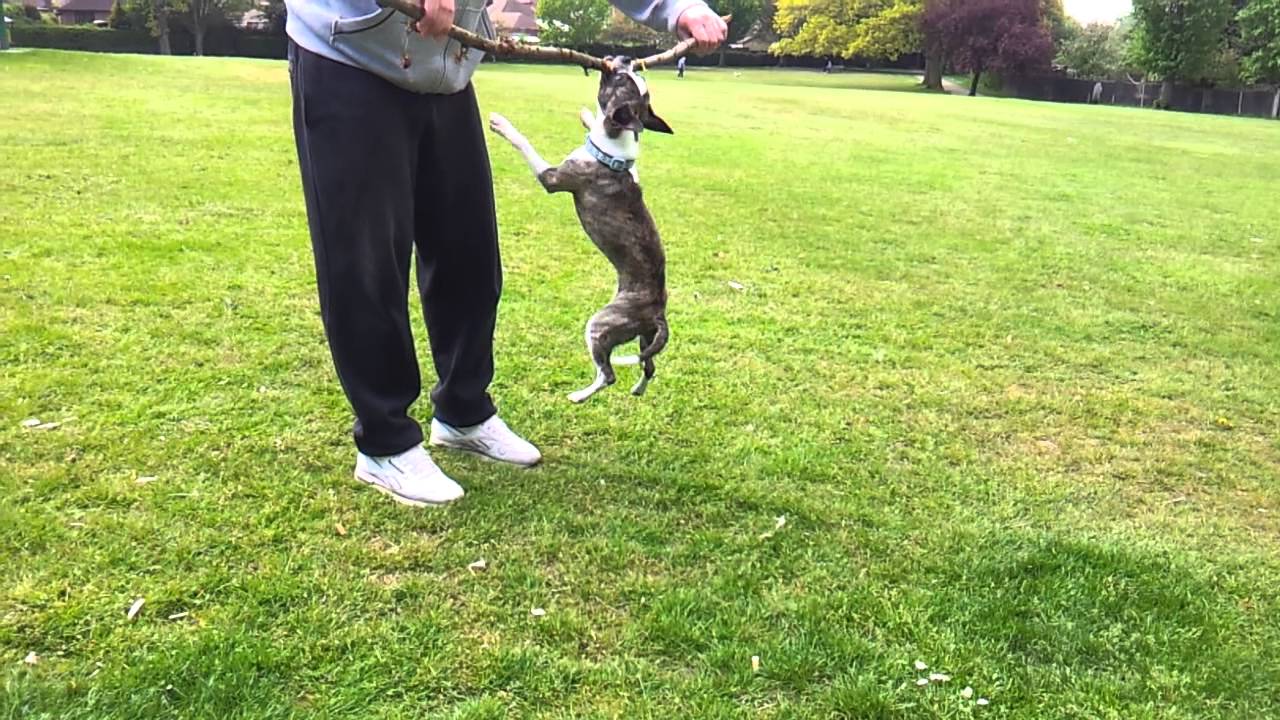 Funny BoChi small dog, big stick, YouTube