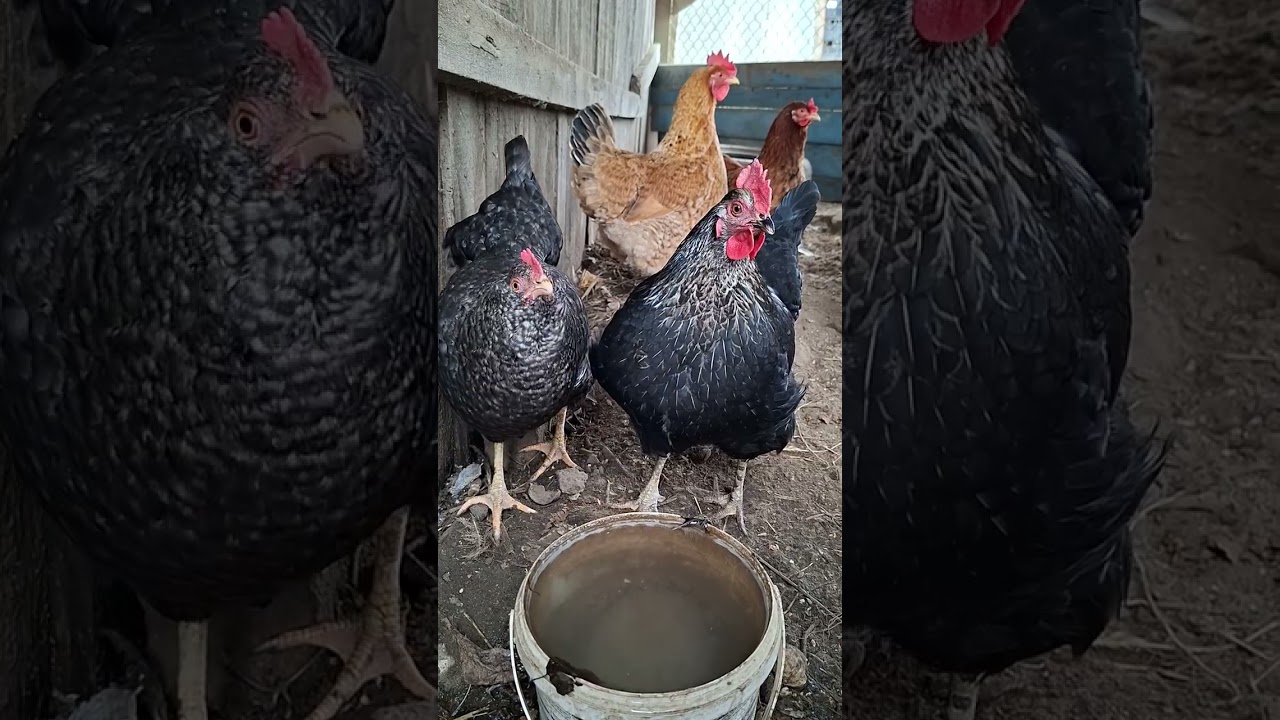 WARM WATER for Chickens in WINTER (Game Changer! ❄️🐔)@ChickenWorld8