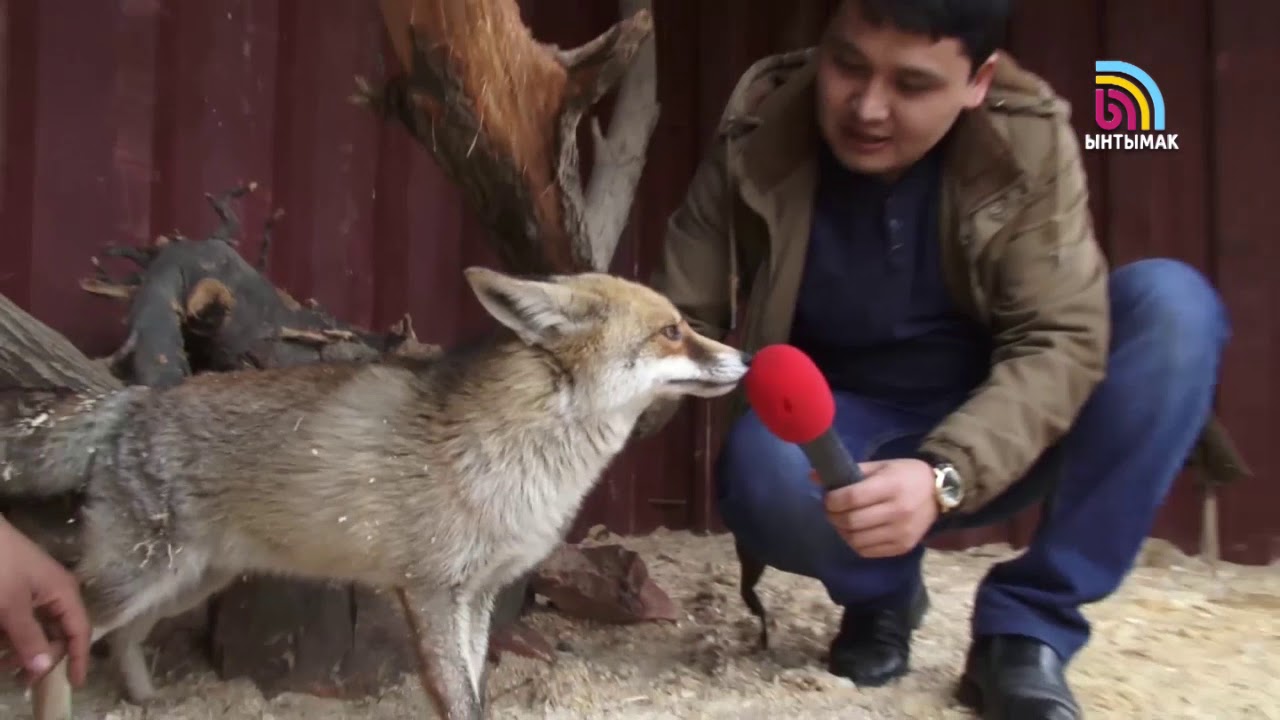 Дүйнө жаныбарлары эми Ош шаарында