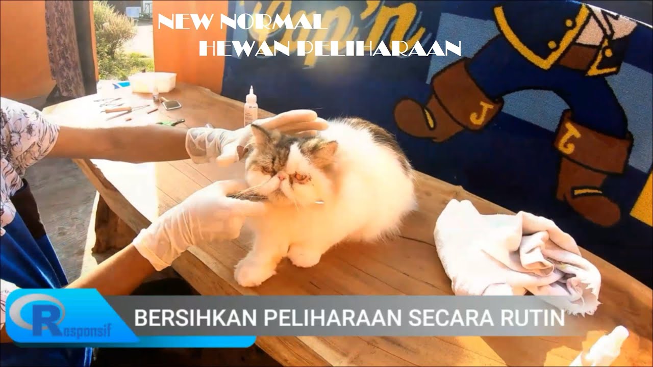 Cara Merawat Hewan  Peliharaan  Di Era New Normal YouTube