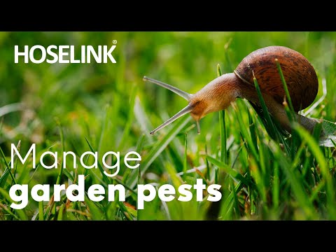 Video: Sow Bugs In The Garden: Cara Menghilangkan Serangga Penabur