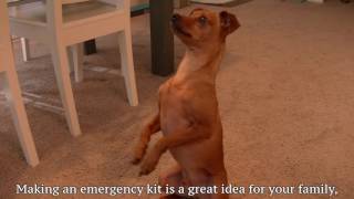 Pet Safety Series: Have a Plan
