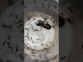 Ant vs Ant — Epic Battle for Survival! 🐜⚔️ #ytshorts  #shorts #insects #forest