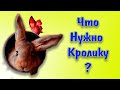 Что купить для кролика кроме клетки? Обзор вещей для кролика