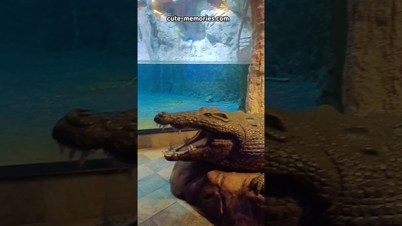 Arjun velley - Crocodile🐊model - Underwaterzoo Dubai | #underwaterzoo #crocodiles #crocodilevideo