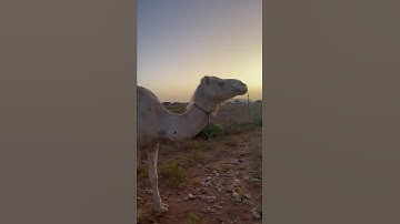 ﴿فأرسلنا عليهم الطوفان والجراد والقمل والضفادع والدم آيات مفصلات﴾ 🇲🇷#القرآن_الكريم#موريتانيا