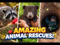 Amazing animal rescue stories #animals #rescue #wildlife #lovestory #wildliferescue #cute #love