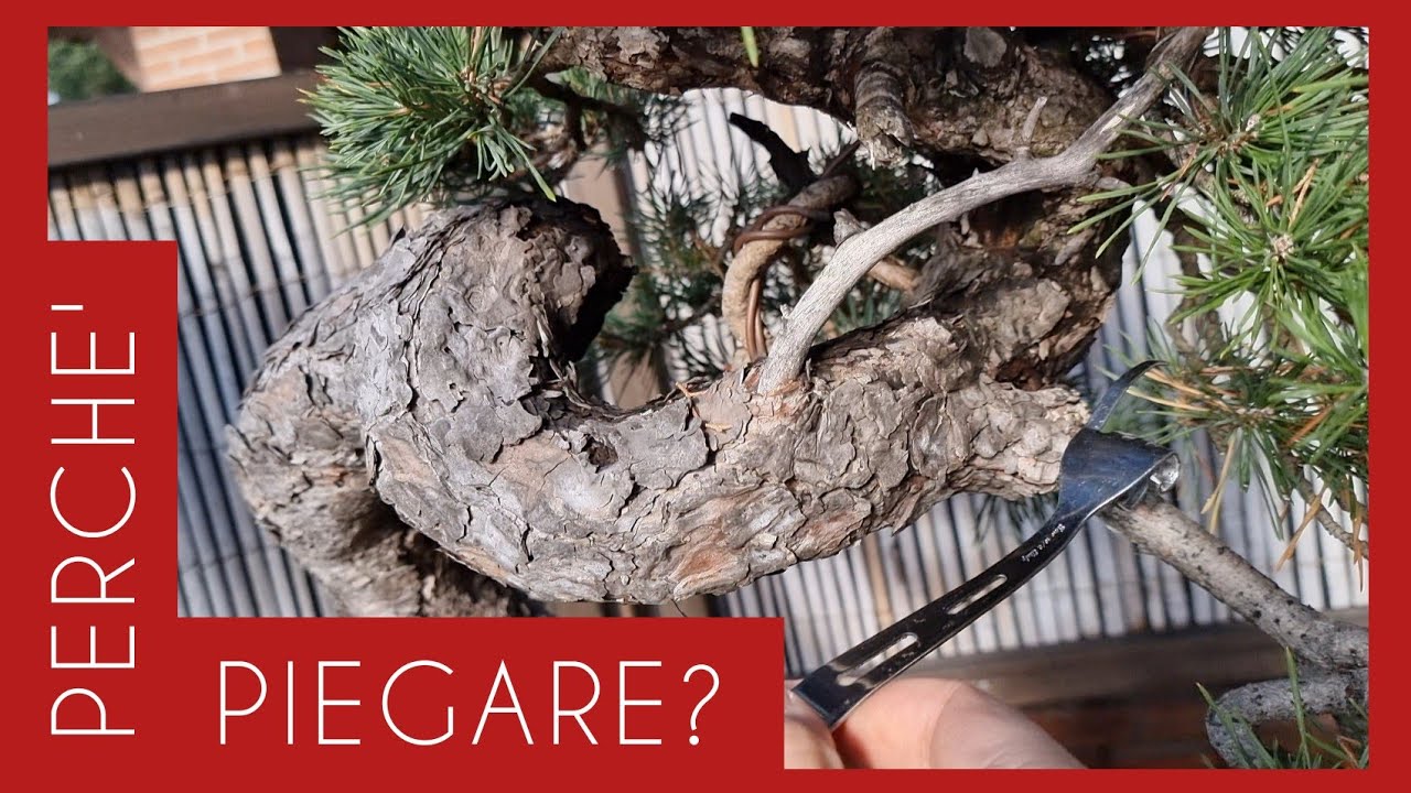 Piegature! Ma a cosa( ed a chi)  servono nell'arte del bonsai?