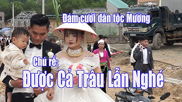 Đám cưới dân tộc Mường Hoà Bình chú rể Khắc Bảo được cả trâu lẫn nghé cô dâu Diệu My