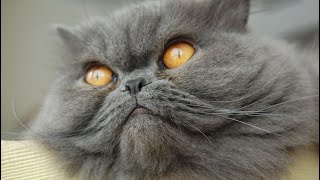 Unveiling the Charm of Persian Cats  Ultimate Guide to Persian Cat Breeds