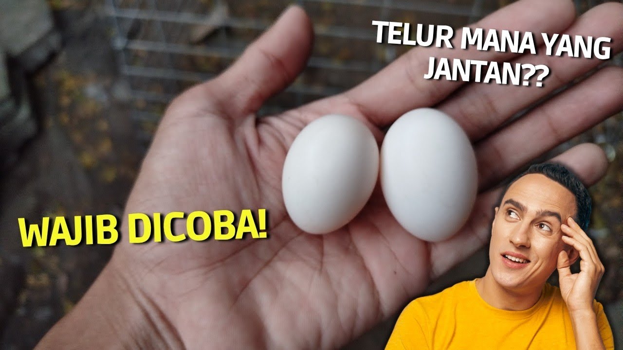 Menetaskan Piyik Jantan dan Persentasenya