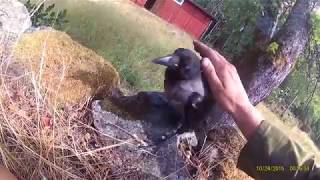 Removing ticks from young hooded crow