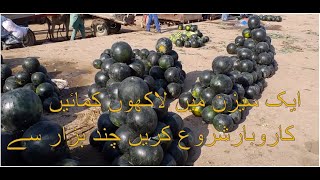 WaterMelon ( tarbooz  تربوز ) Kuch Hazar Se Lakhon Kmayen Aek Seoson Mai