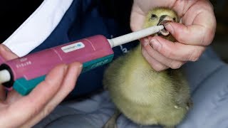 Can foie gras be ethical? | 'Ethical' foie gras fails taste test challenge