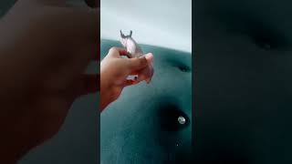 Rocket Monkeys Ident 2021 Usa