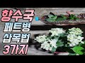 페트병으로 수국 집에서 삽목하는 3가지 방법(feat.스위치 오필리아)