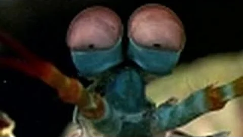 Ninja Shrimp Punch - Wild Wives of Africa #NatGeoWild