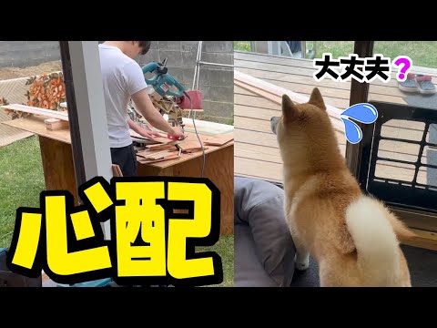 工事を手伝うお兄ちゃんを心配そうに見つめる柴犬…ついに完成しました!