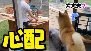 工事を手伝うお兄ちゃんを心配そうに見つめる柴犬…ついに完成しました！