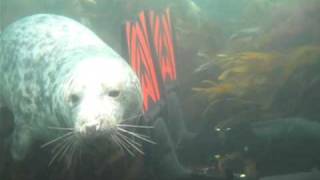 First Grey Seal Experience.MOV