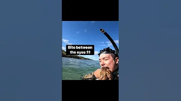 THE MOST HUMANE WAY TO KILL AN OCTOPUS Shorts 