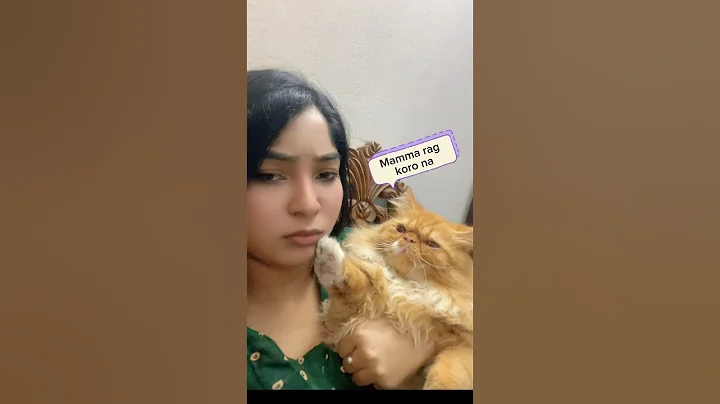 Video 11870701: cat pet toys, cat funny pets