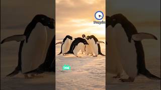 Lonely Penguin Story in Snow | 3D Hyper Realistic Animation | Emotional Short Film #trend
