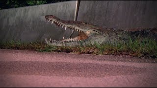 Crocodile Removal 01 Footage