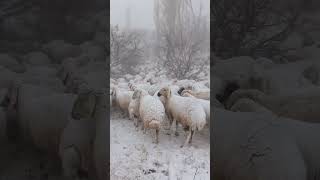 Beğenen Elleriniz Dert Görmesin Insallah