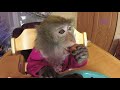 Monkey Home " из неизданного")