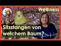 Welche Bäume kann man als Sitzstangen für Wellensittiche schneiden? Liste geeigneter Gehölze 60/179