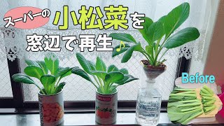 【再生栽培】小松菜の切りくずを土を使わずに窓辺で栽培♪ ／ リボベジ水耕栽培～収穫まで