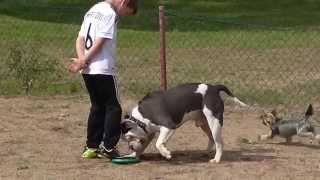 Old English Bulldog Giant Blue Male mit 14 Monaten Vater Bullforce Sharky Mutter Blue Sky