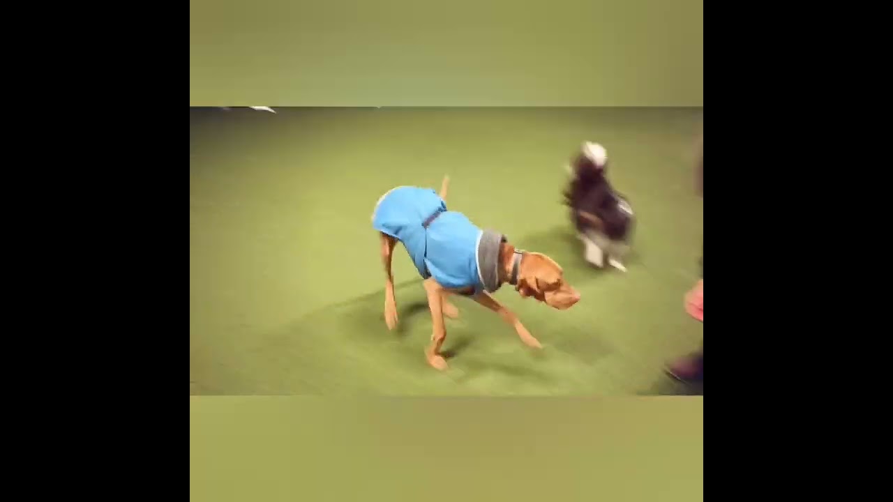 Verschiedene Hunde im Hundeinternat